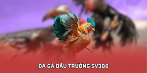 Đá Gà Đấu Trường SV388