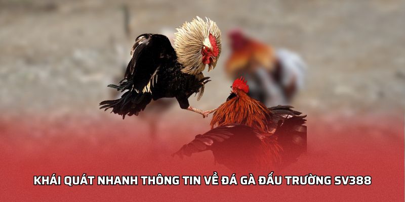 Khái quát nhanh thông tin về đá gà đấu trường sv388