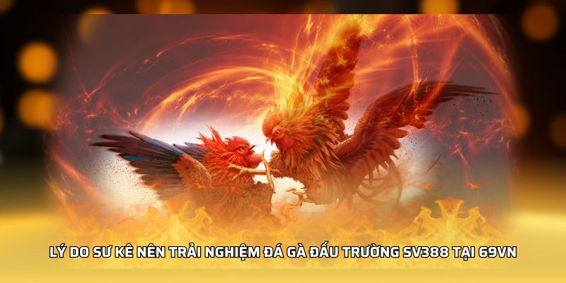 Lý do sư kê nên trải nghiệm đá gà đấu trường sv388 tại KO66