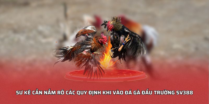 Sư kê cần nắm rõ các quy định khi vào đá gà đấu trường sv388